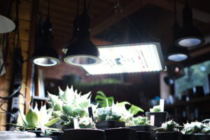 植物育成ライトの下で冬越し中のアガベ