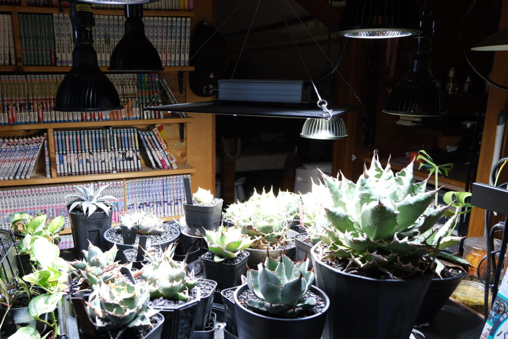 室内の植物育成ライトの棚で冬越し中のアガベ